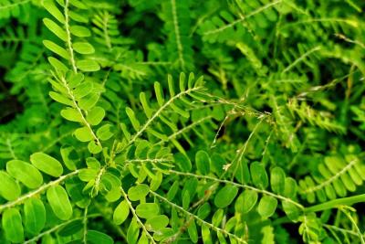 15 Manfaat Daun Meniran, dari Obati Sariawan hingga Mencegah Kanker