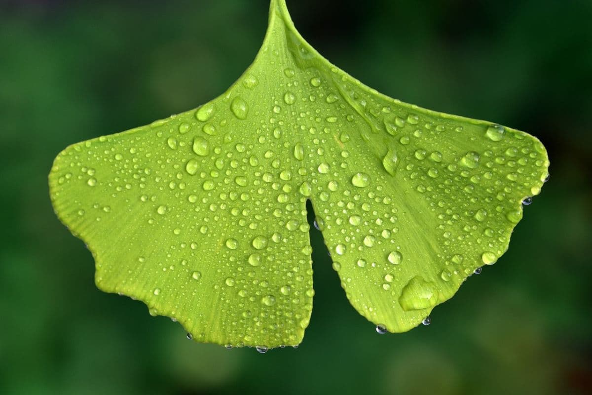 Khasiat dan Efek Samping Sido Muncul Ginkgo Biloba