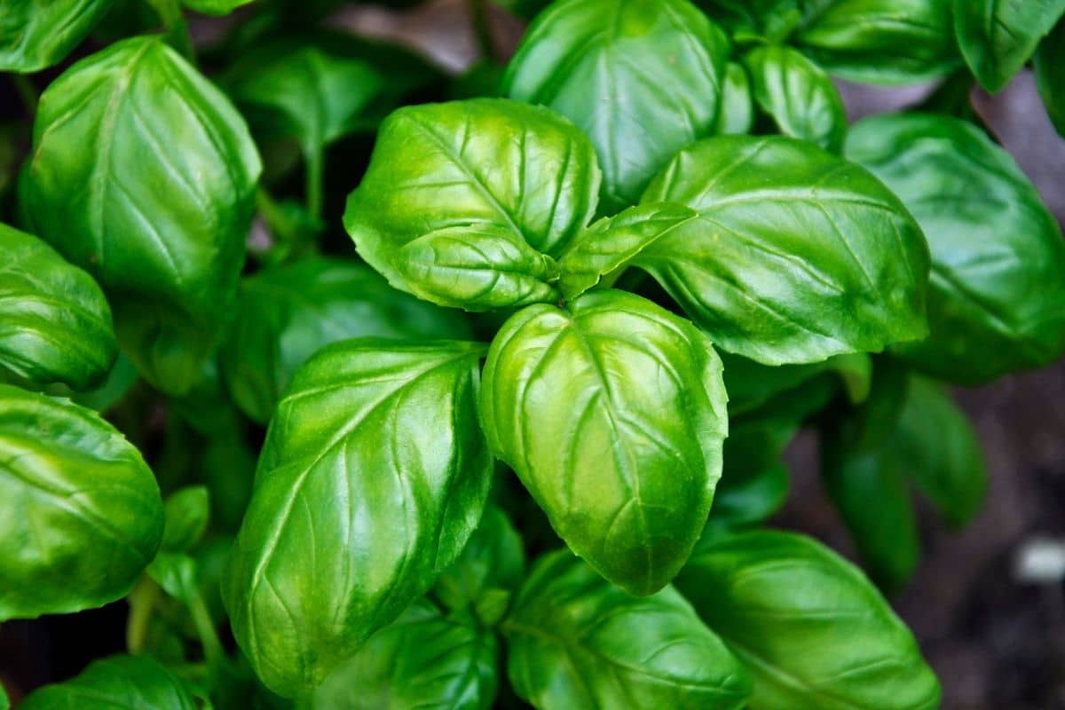 Tanaman basil