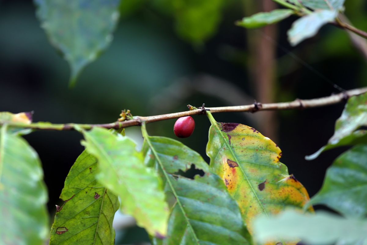 Tanaman kopi di area Bajawa, Flores