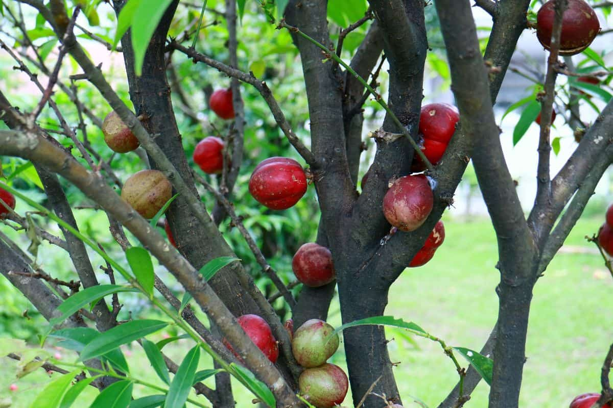 Buah mahkota dewa masih di pohon