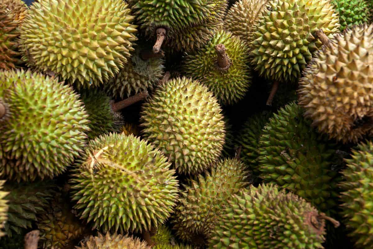 Tumpukan buah durian