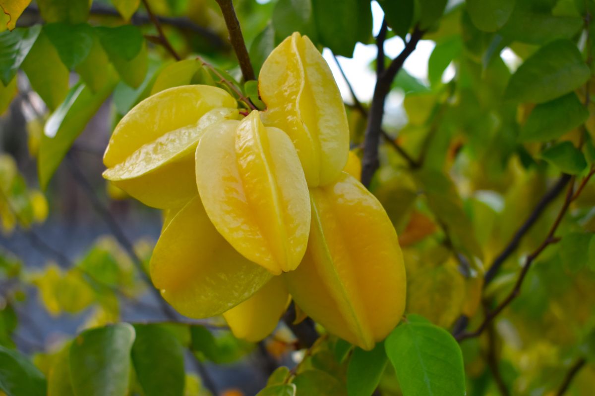 Buah belimbing di pohon