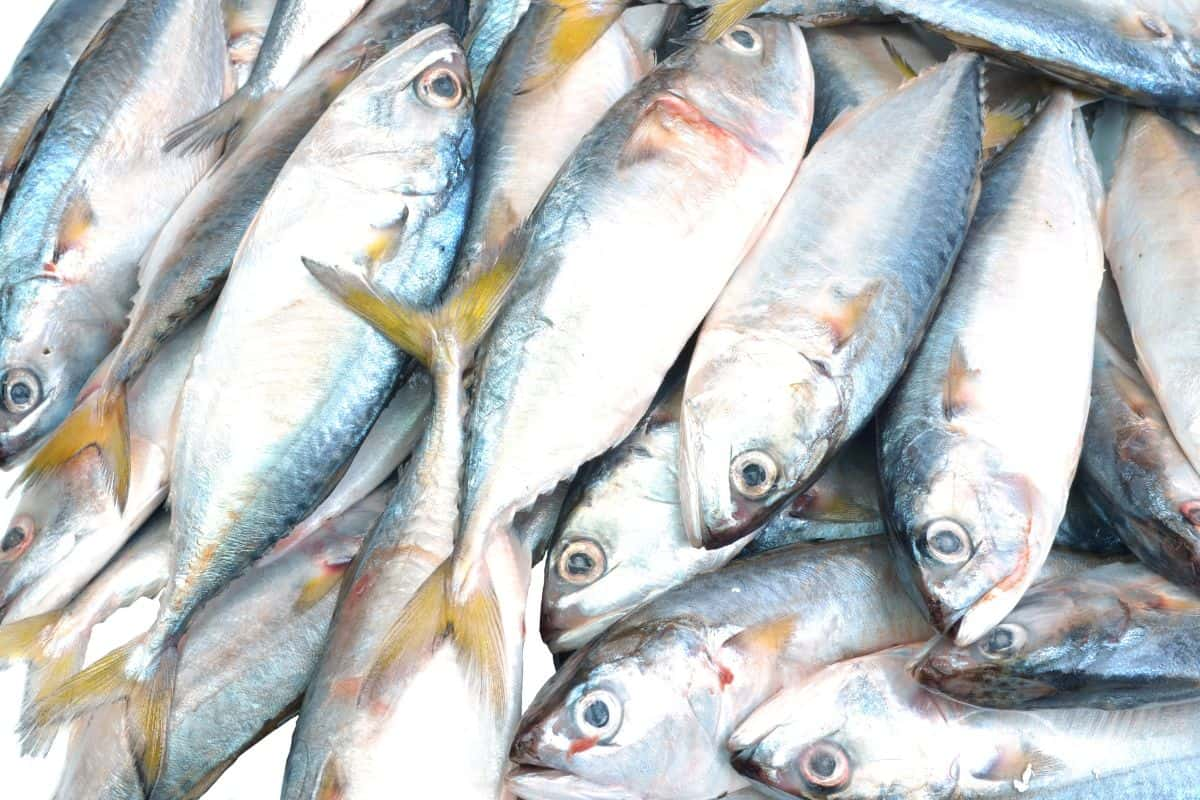 Tumpukan ikan kembung segar