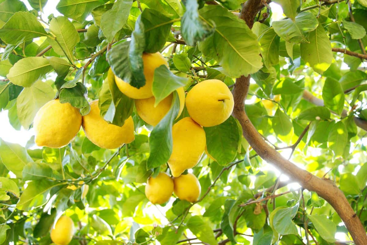 Buah lemon di pohon