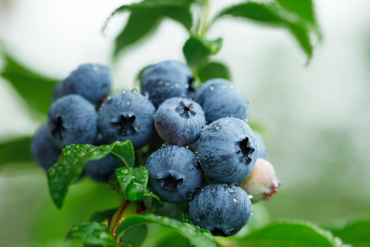 Buah bluberi di pohon