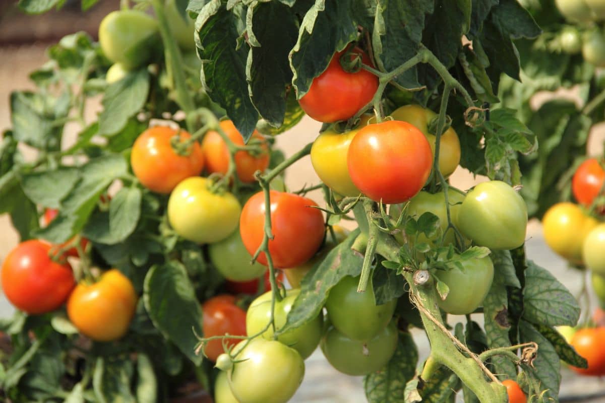 Buah tomat masih berada di pohon