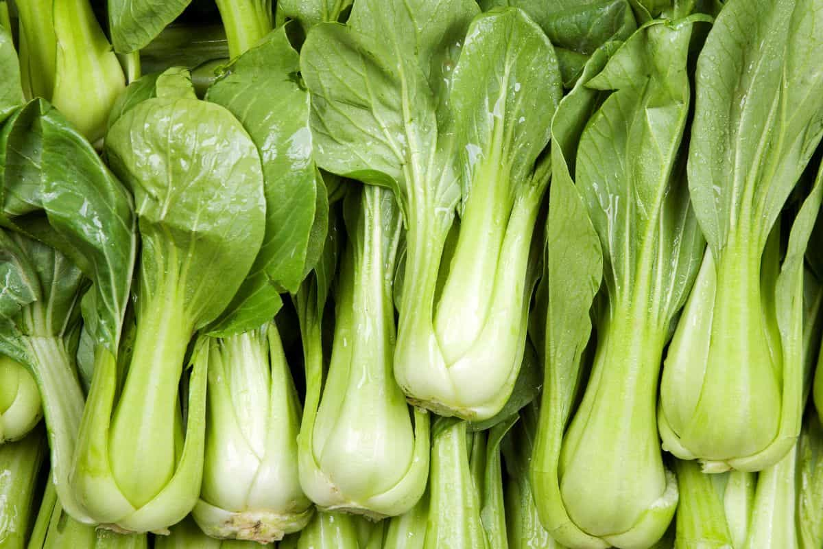 Tumpukan sayur Bok Choy