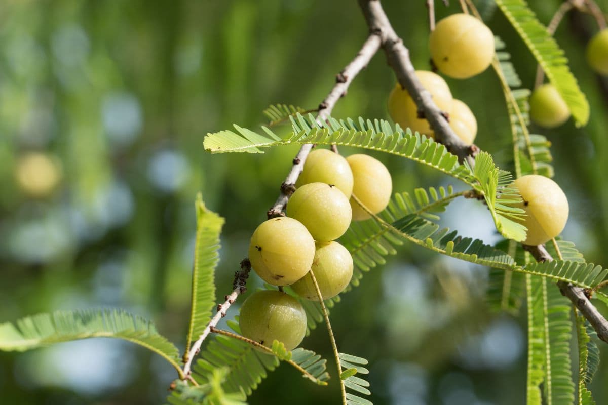 Buah malaka masih di pohon