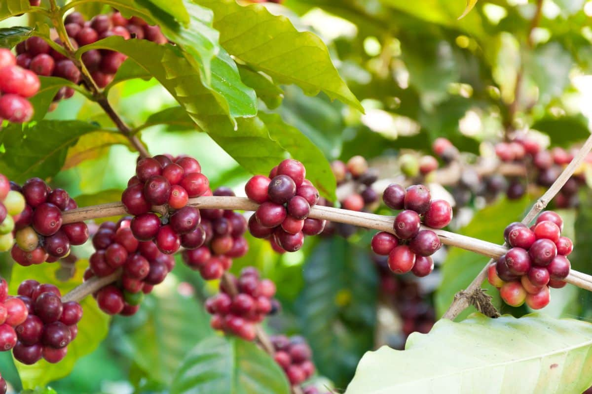 Buah kopi berwarna merah