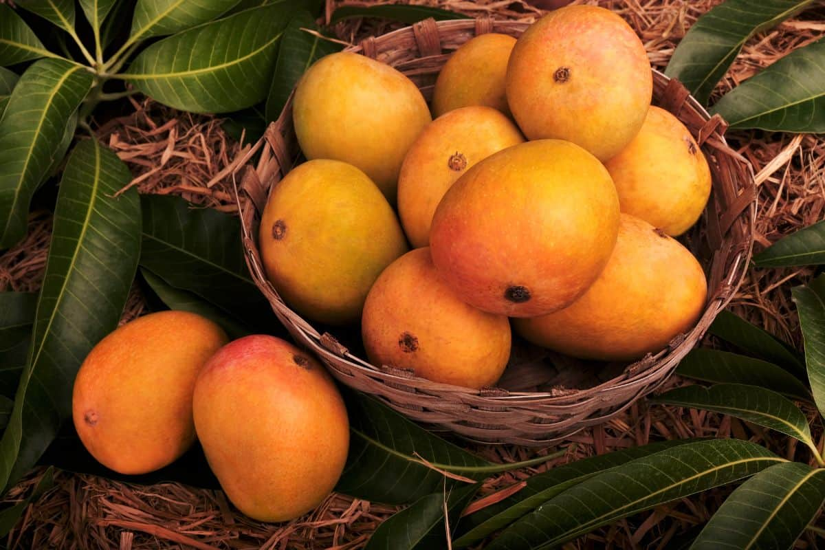 Tumpukan mangga di dalam keranjang