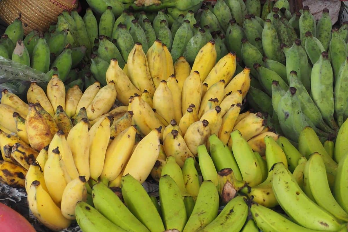 Tumpukan buah pisang lokal