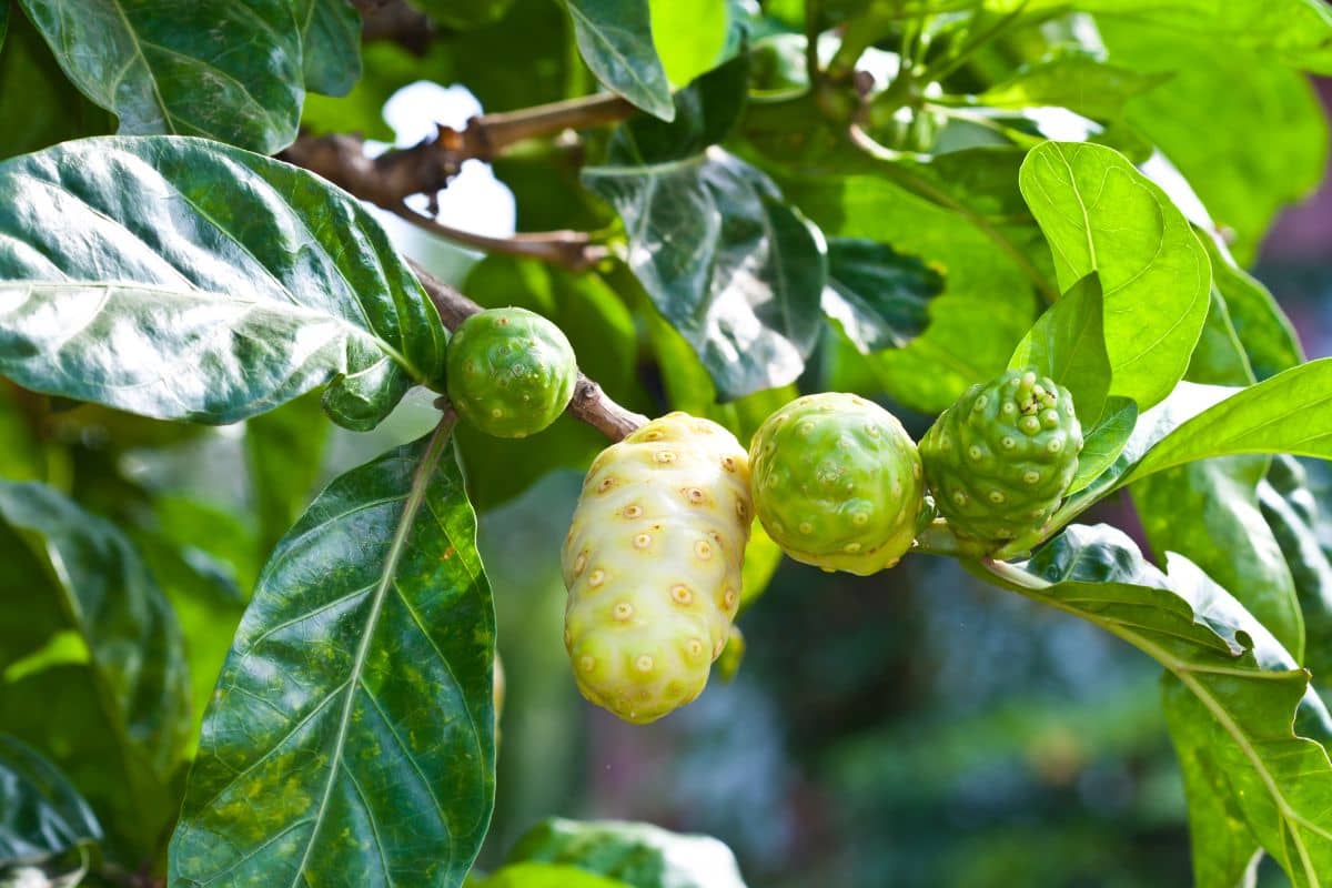 Daun dan buah mengkudu