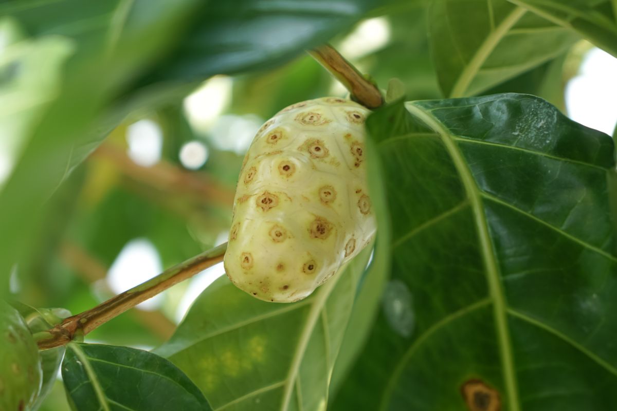 Buah mengkudu masih di pohon