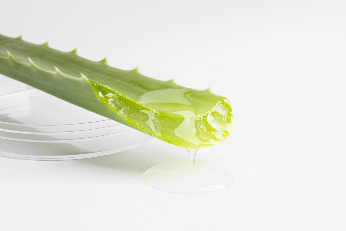 Gel aloe vera yang keluar dari lidah buaya