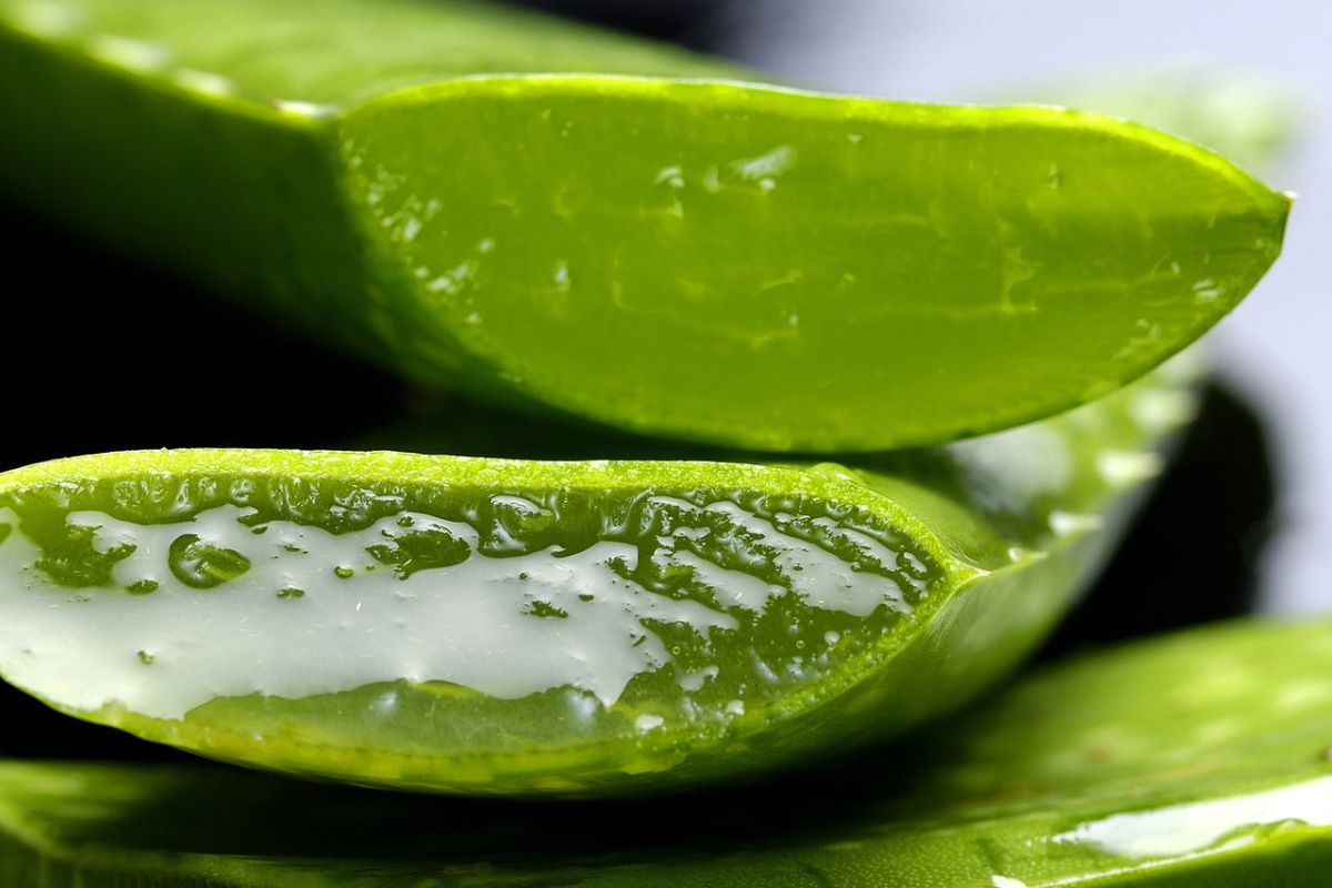 beberapa aloe vera yang sudah dipotong