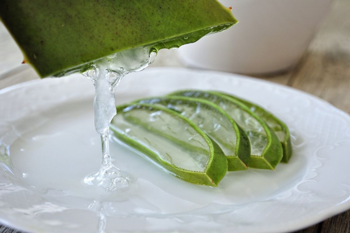 irisan aloe vera di atas piring