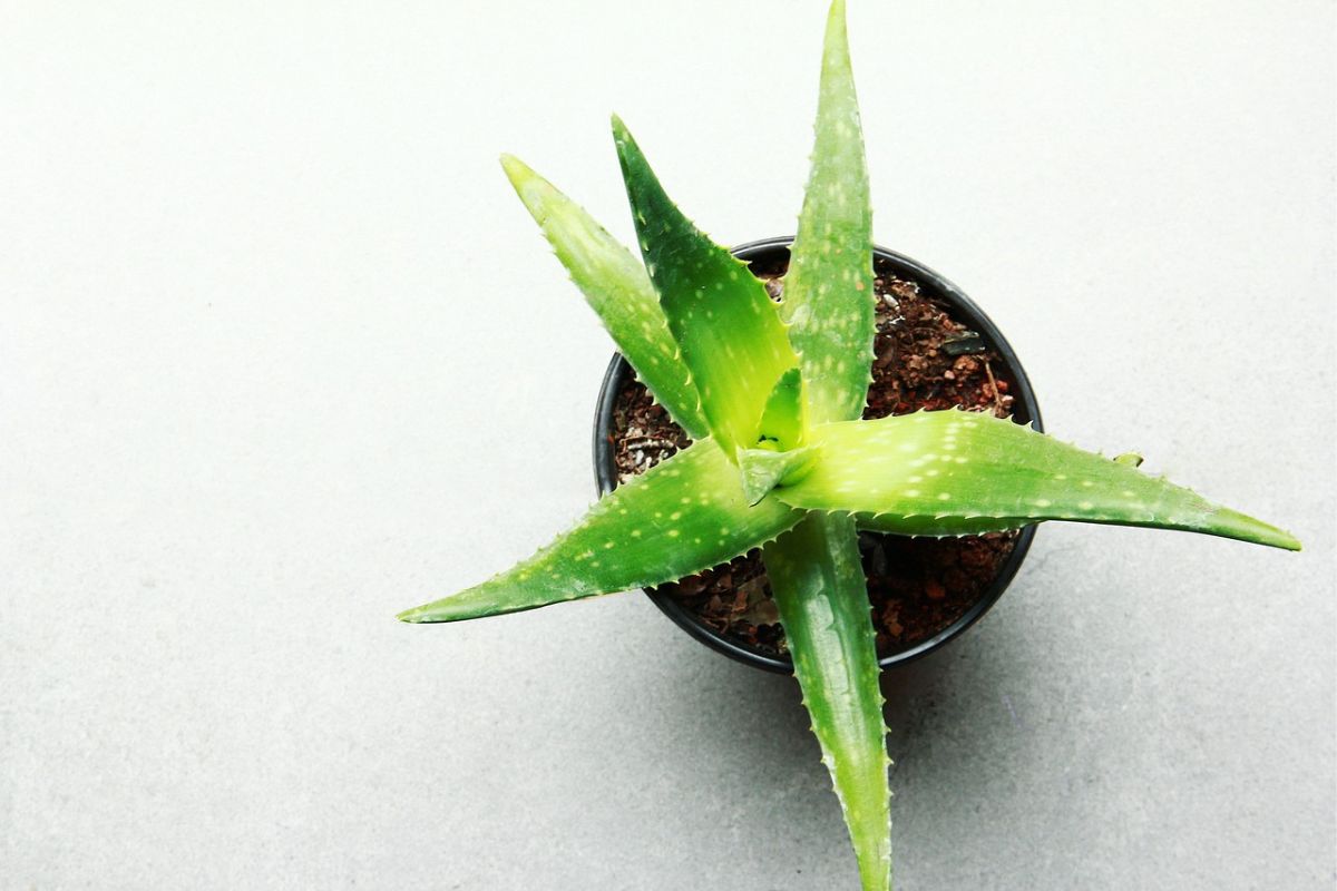 aloe vera di dalam pot