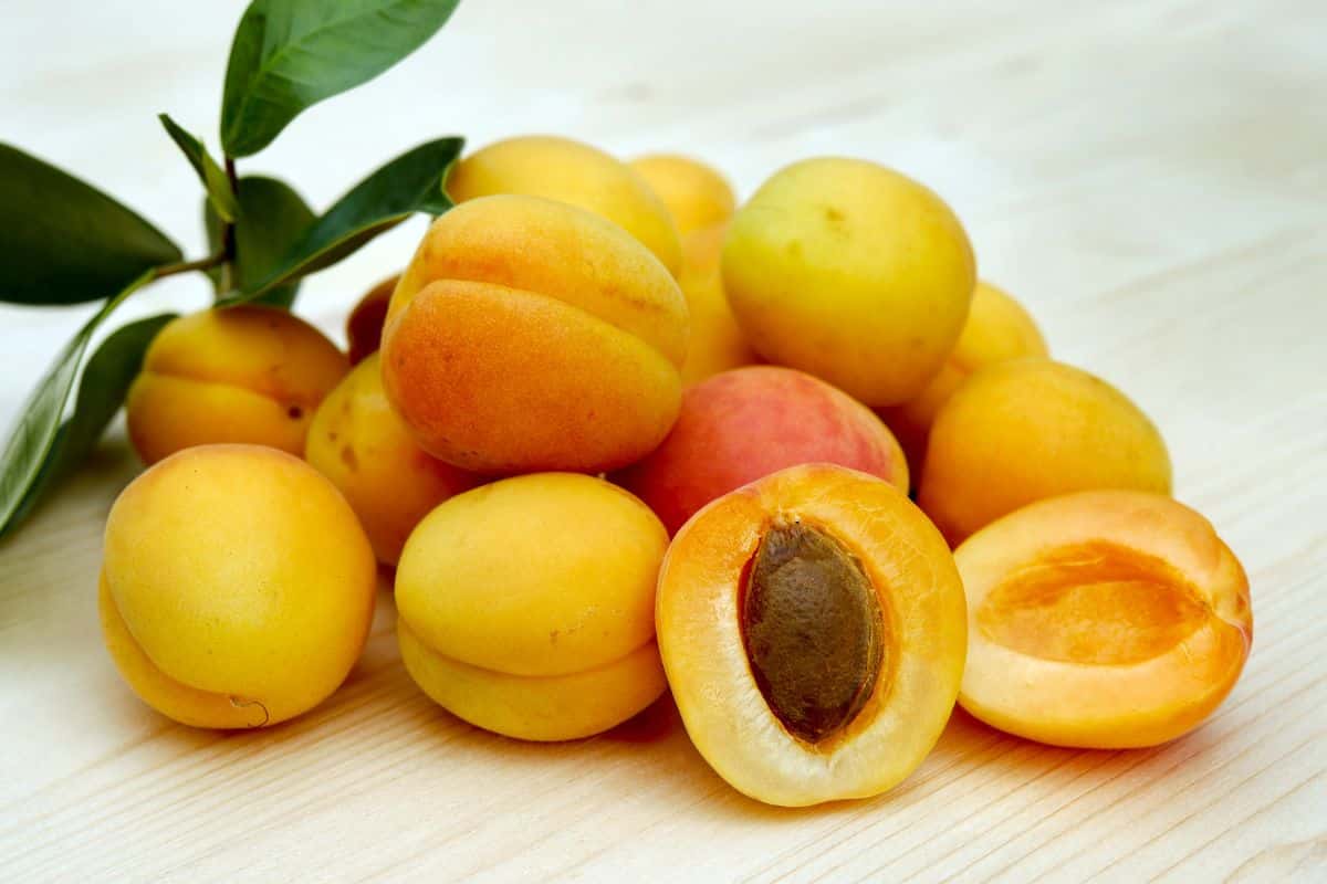 Tumpukan buah aprikot segar