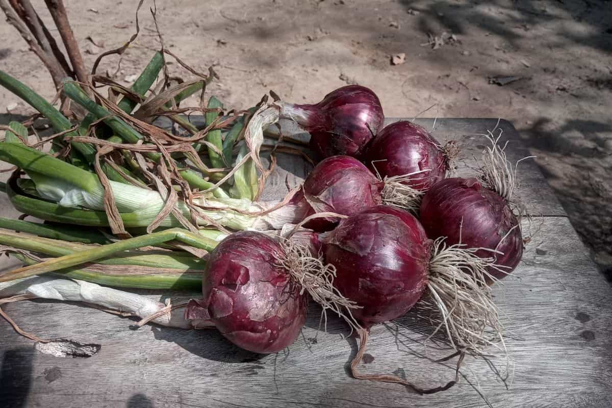 Bawang merah di atas meja kayu