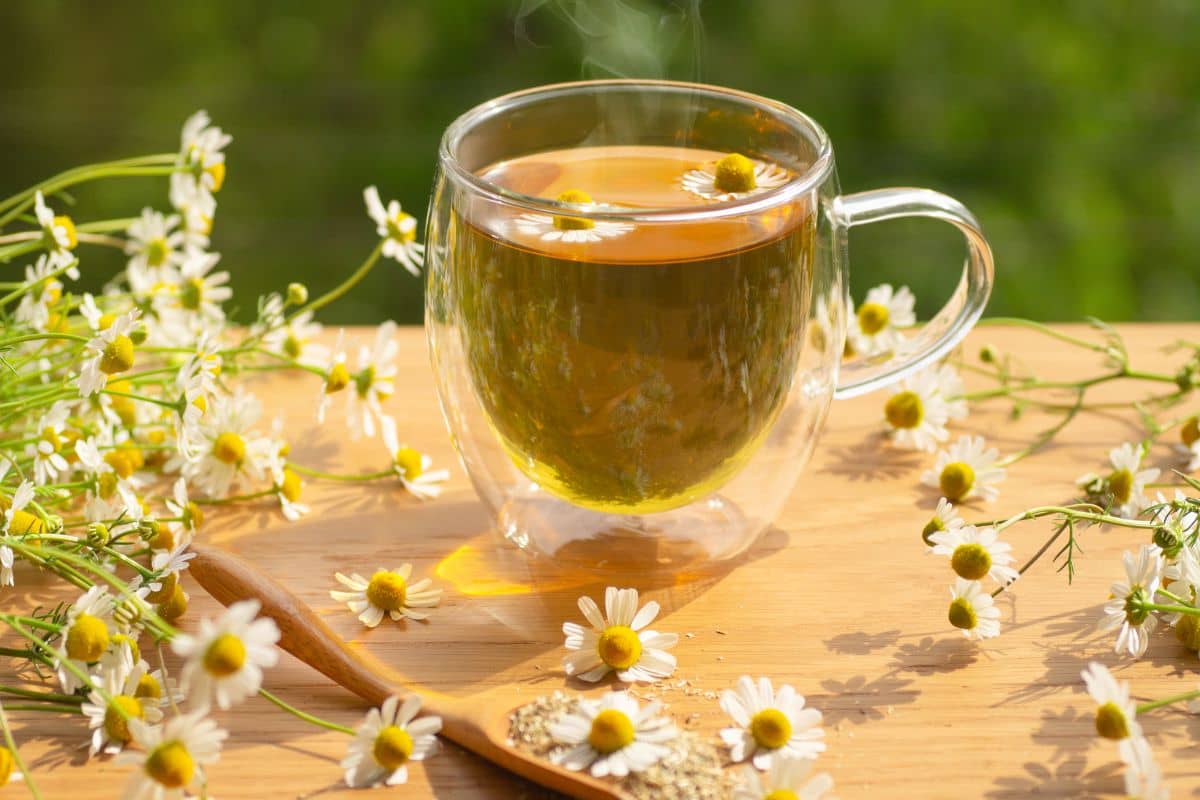 Secangkir teh chamomile yang hangat