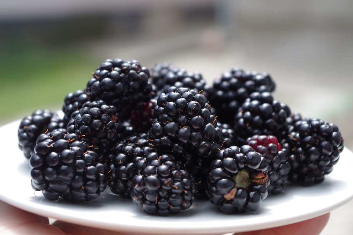 Tumpukan buah blackberries di atas piring putih