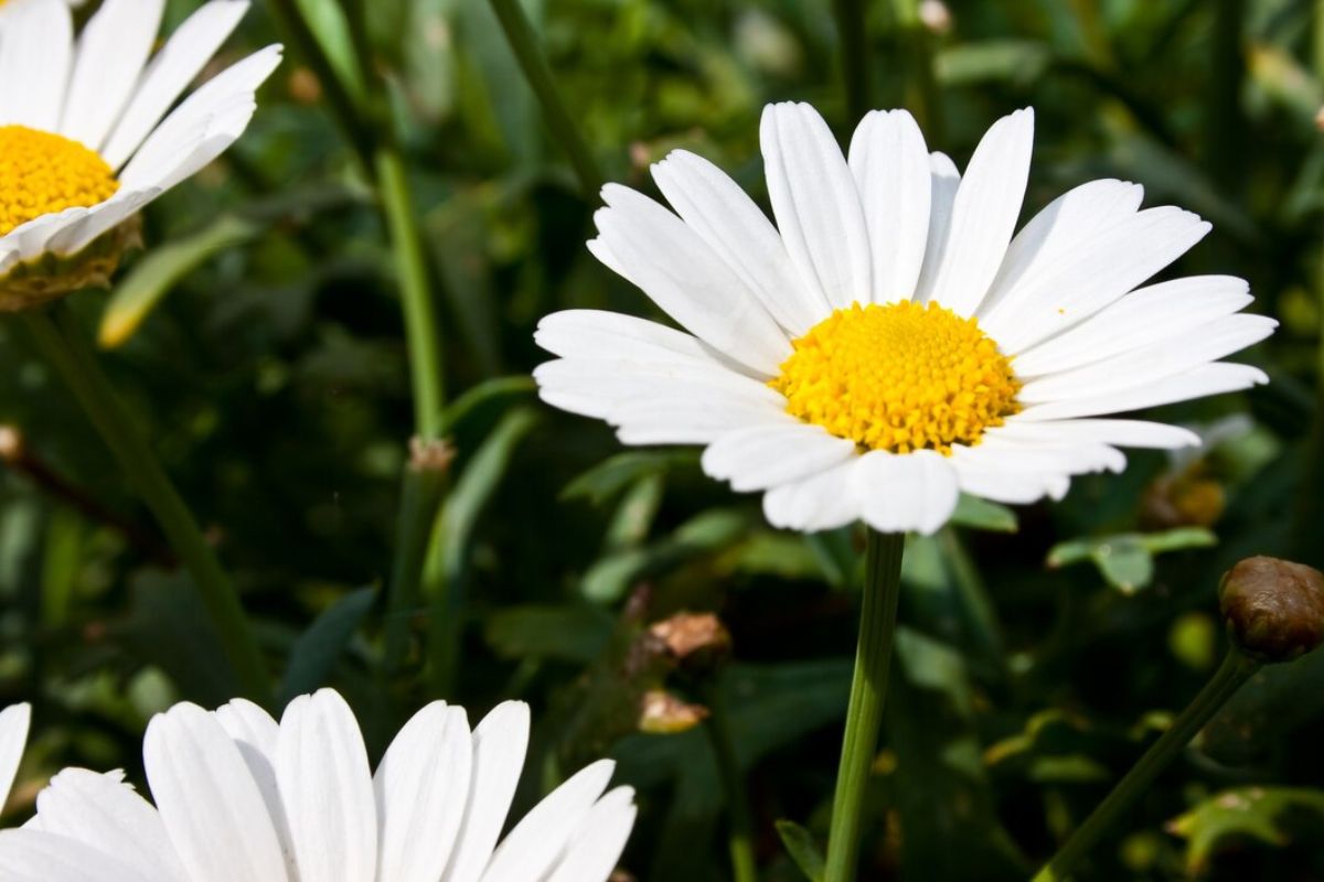 Bunga chamomile di taman