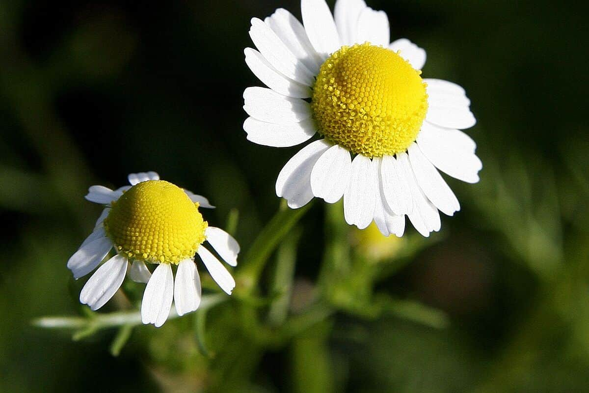 bunga chamomile yang masih ada di pohonnya