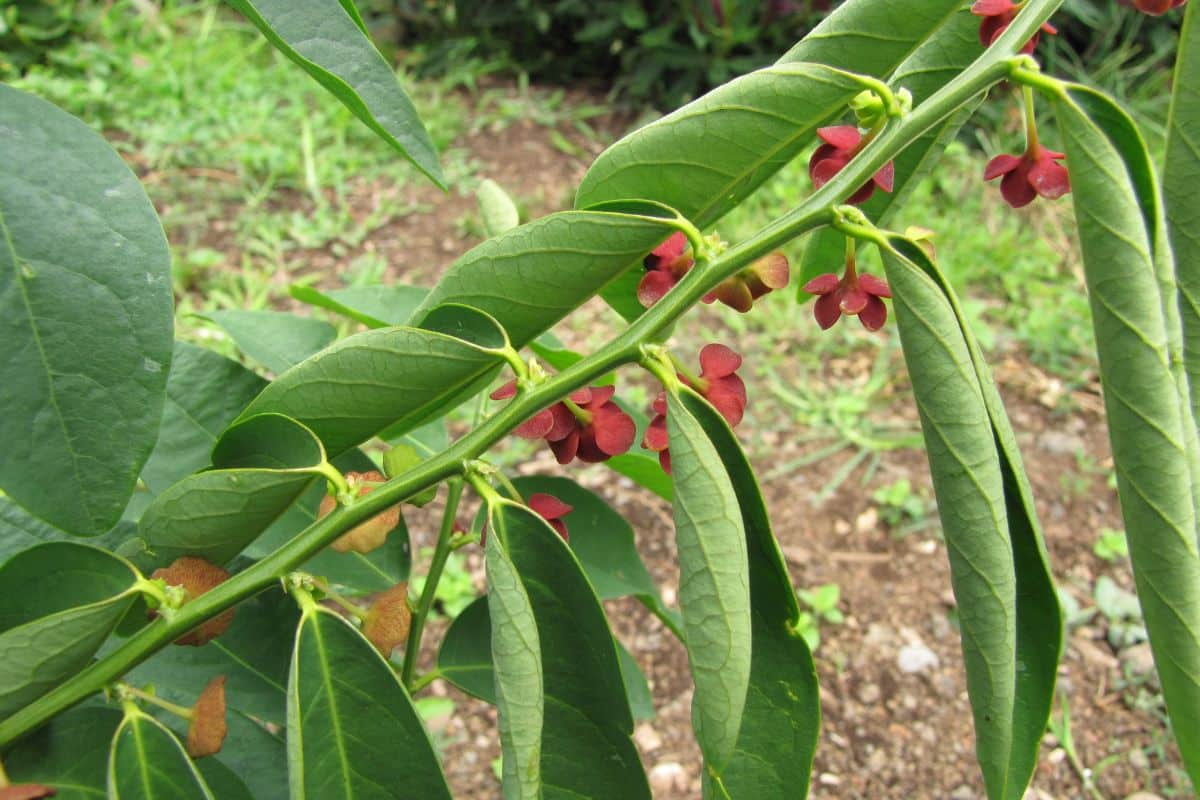 Katuk segar di kebun