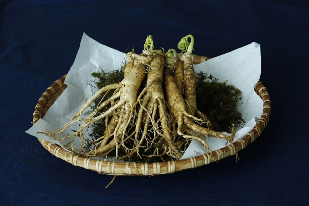 beberapa ginseng yang baru dipanen di atas wadah