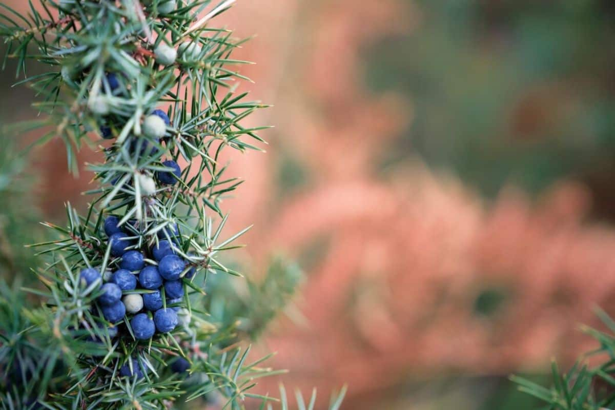 Juniper berry