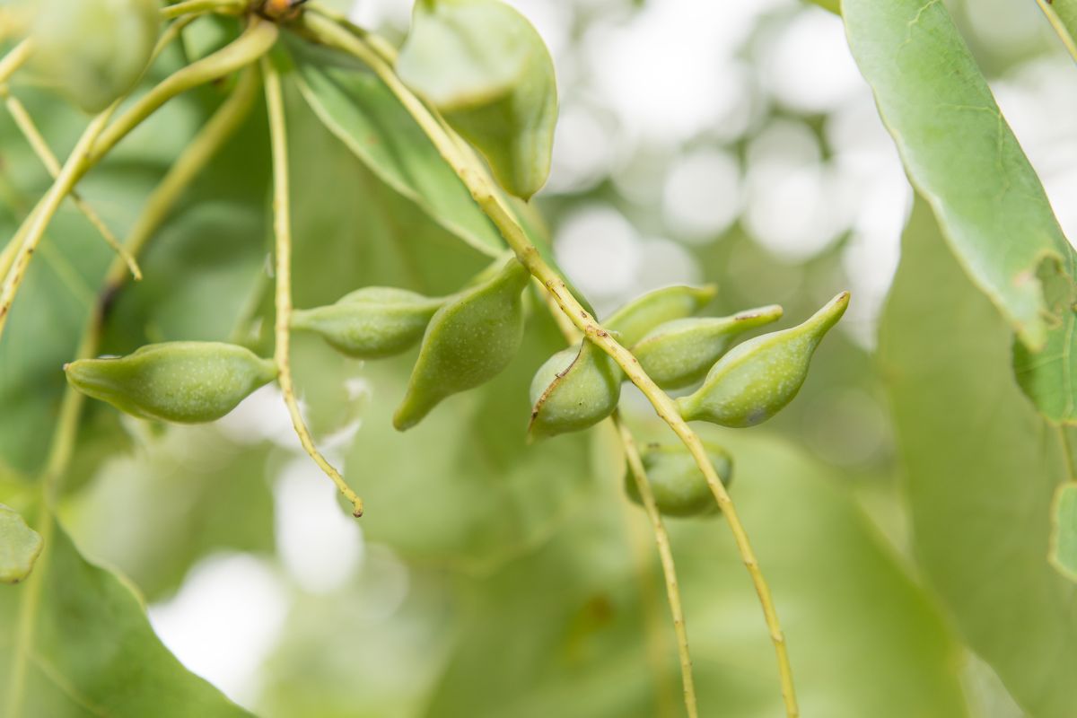 Buah Kakadu Plum masih di pohon