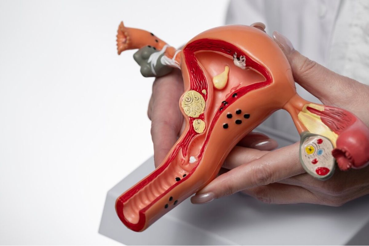 Model 3D uterus ovarium