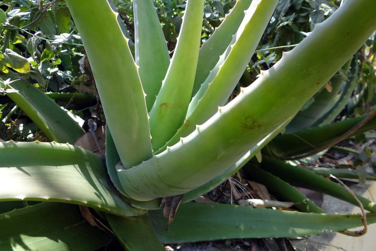 aloe vera yang masih ada di pohonnya