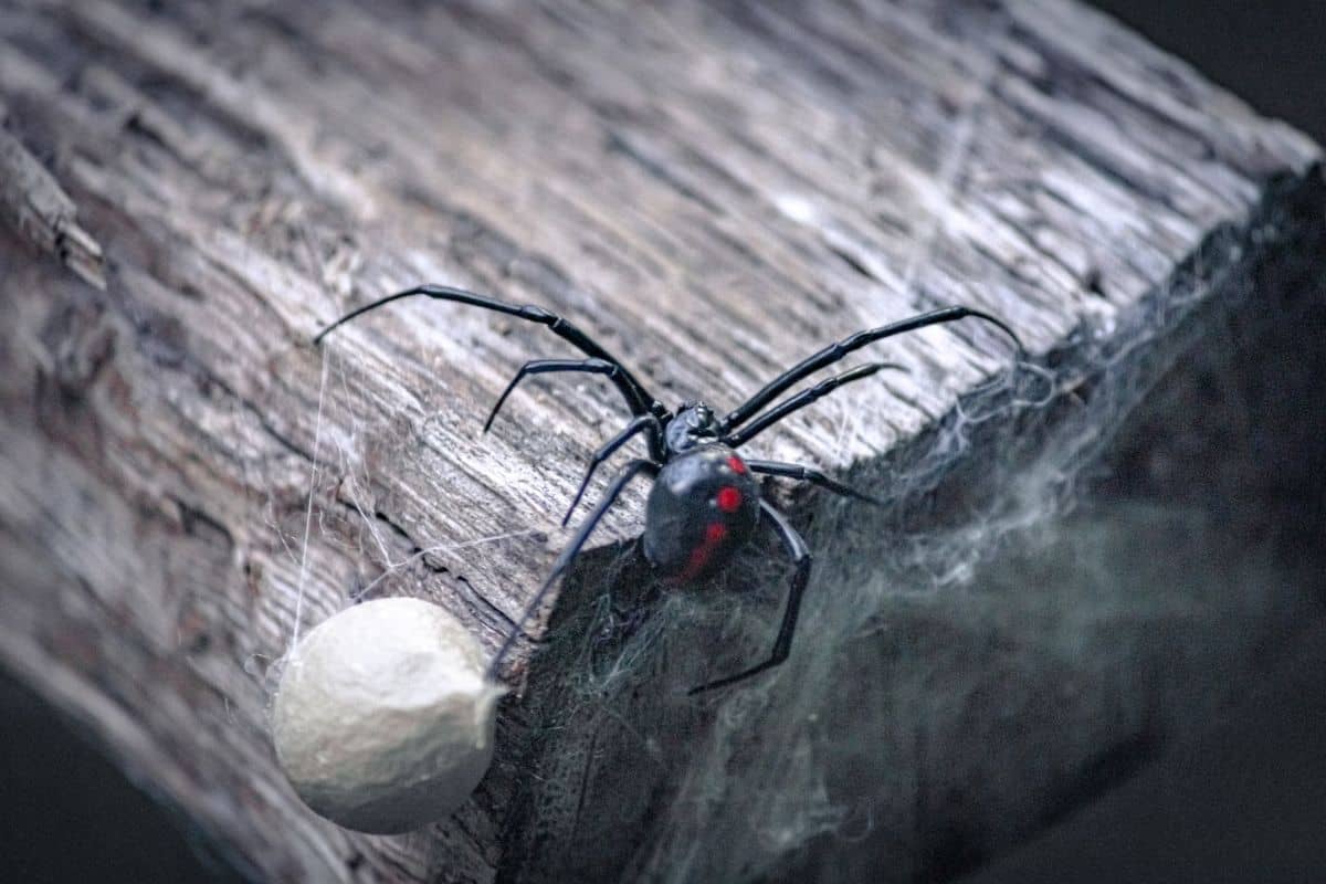 Laba-laba hitam semburat merah di atas kayu