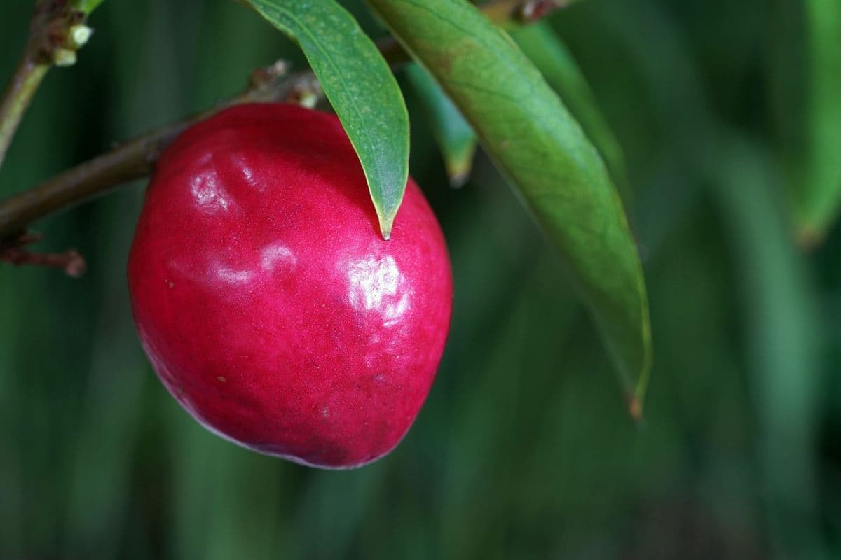 buah mahkota dewa yang masih ada di pohonnya