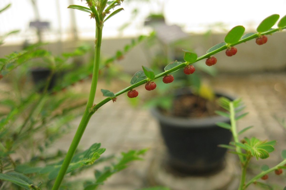 daun dan buah meniran hijau yang ada di pohonnya