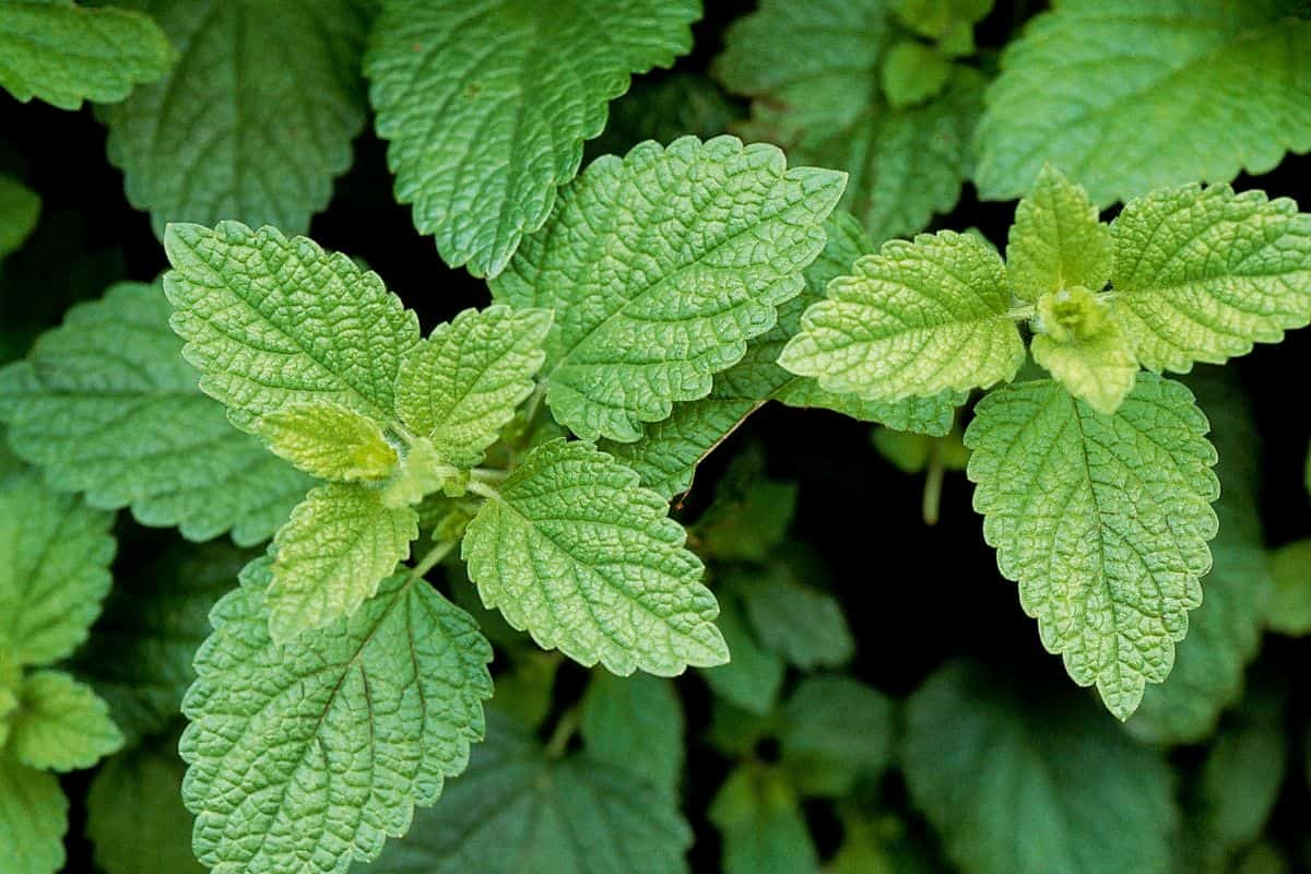 Daun lemon balm yang rimbun