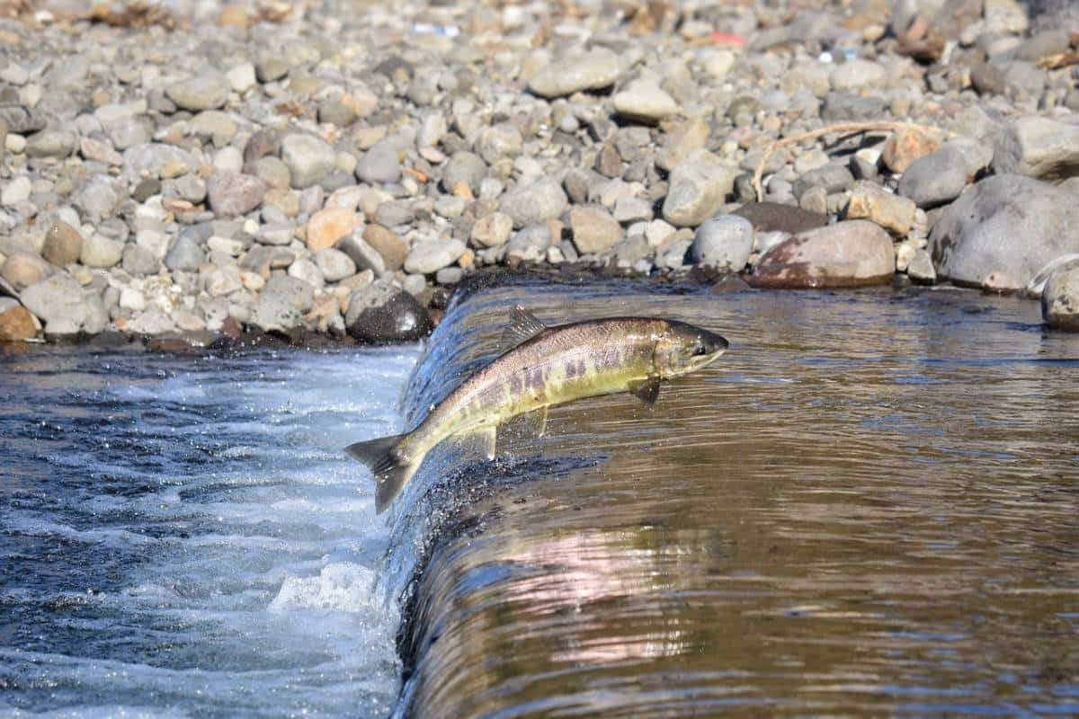 ikan salmon di sungai