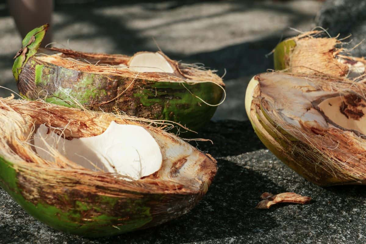 kelapa yang telah dibelah