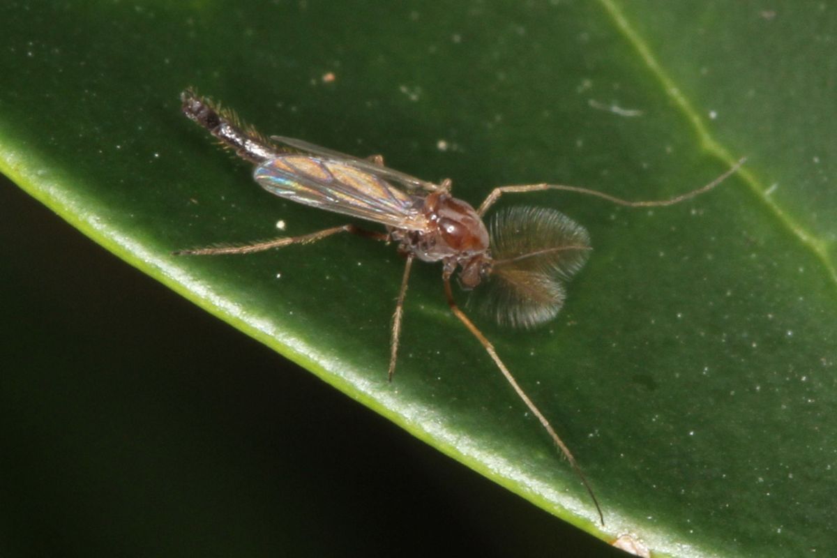 Serangga kecil hinggap di daun