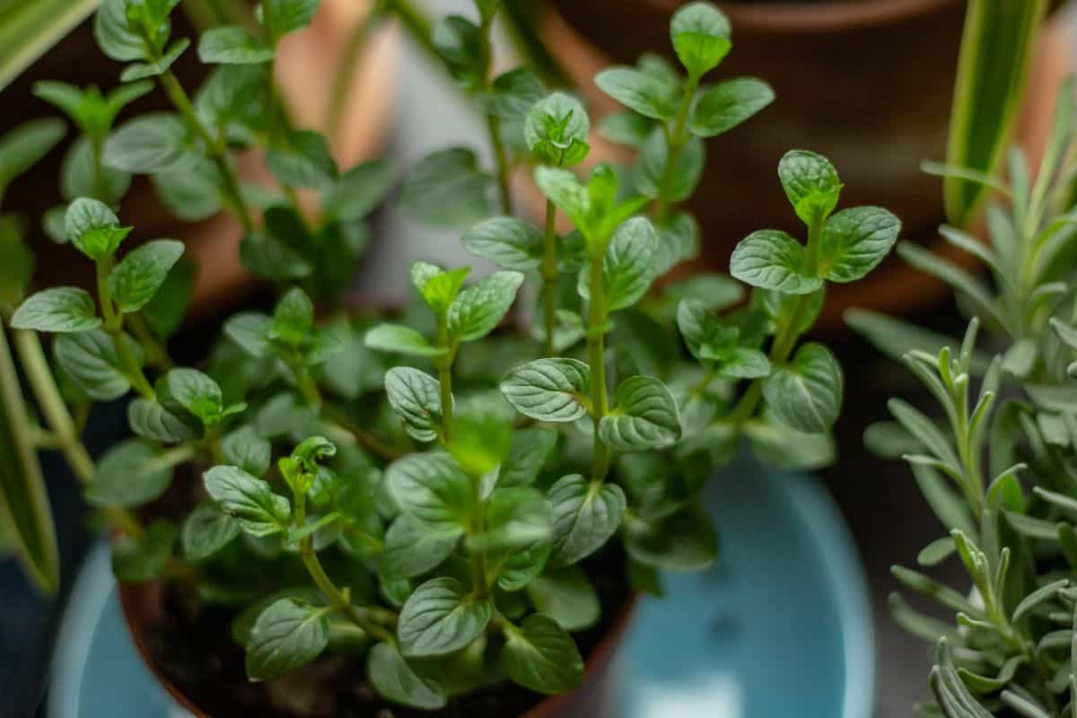 Tanaman peppermint dalam pot