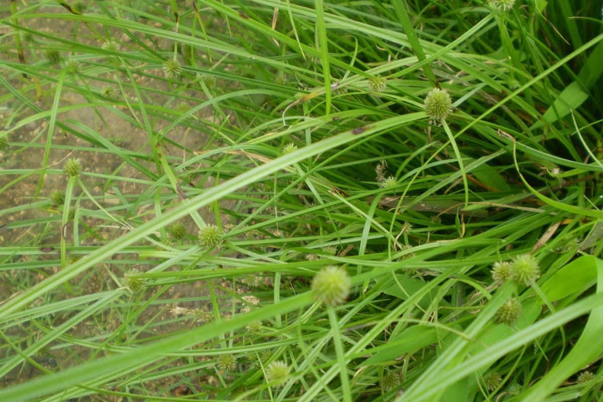 rumput teki yang masih tertanam di tanah