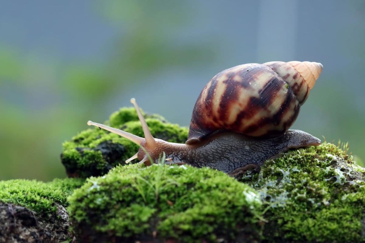 Siput berjalan di atas lumut